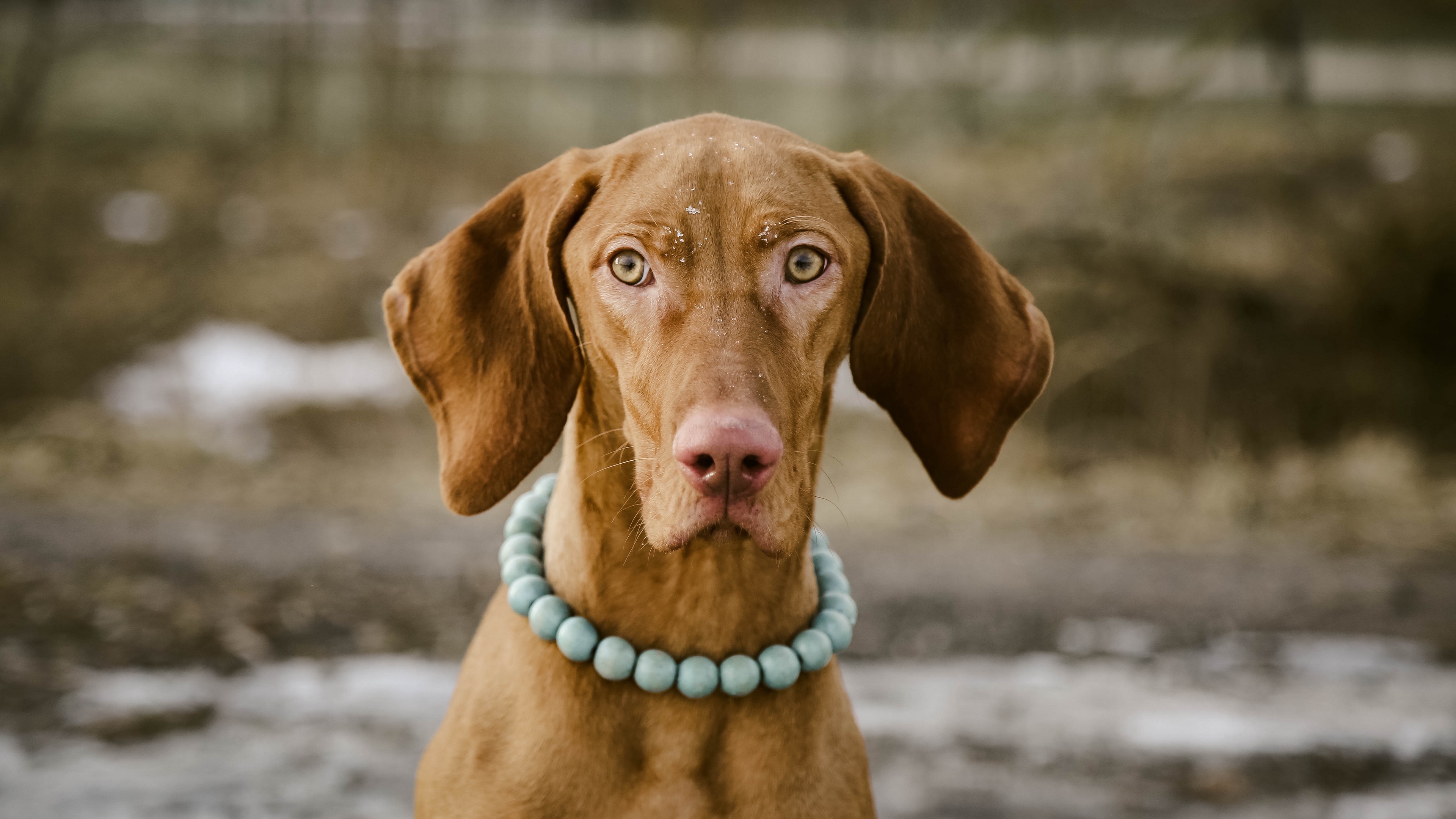 dog muzzle collar necklace 4k 1542243027