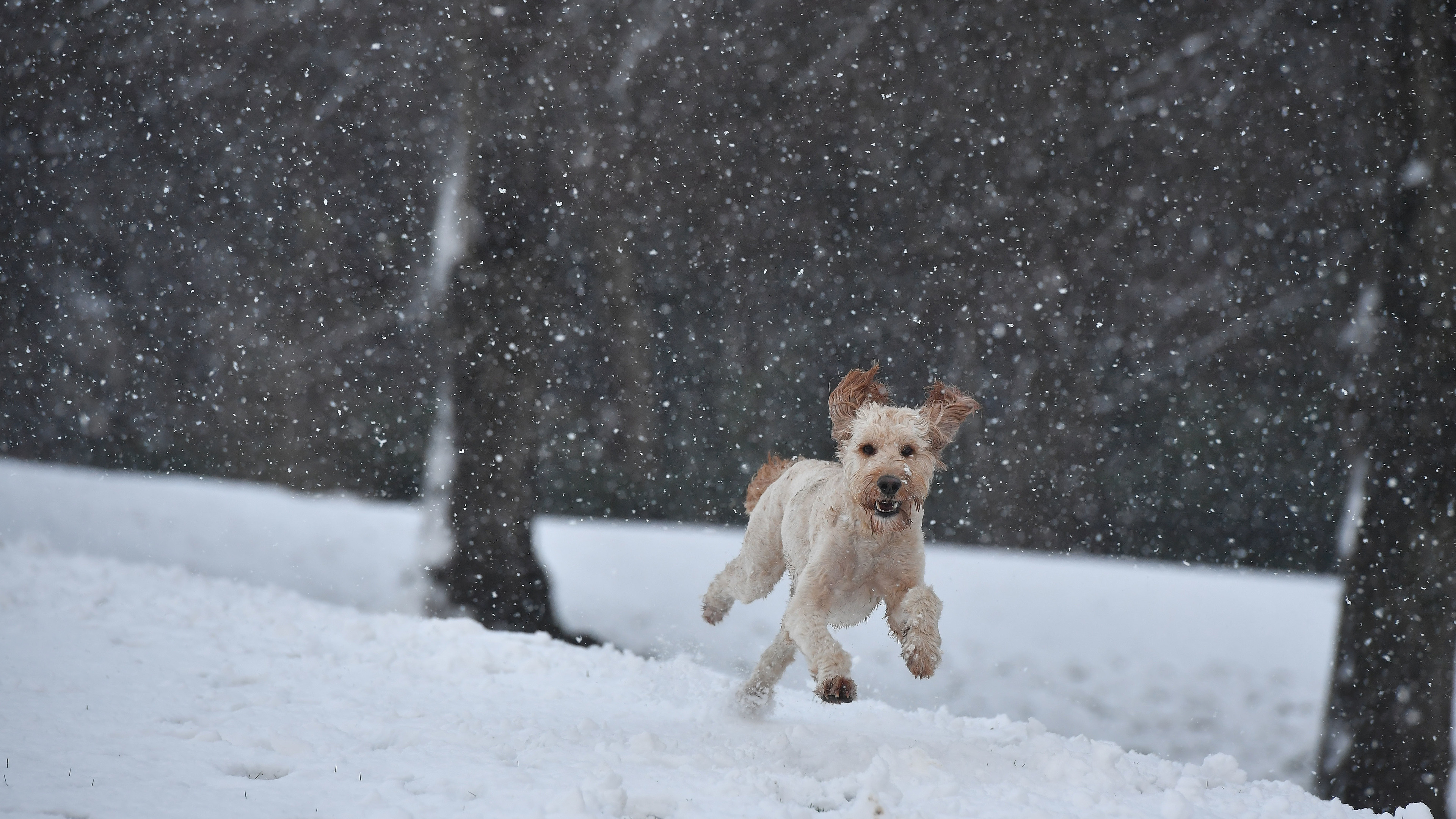 dog running in a snow 1542238571