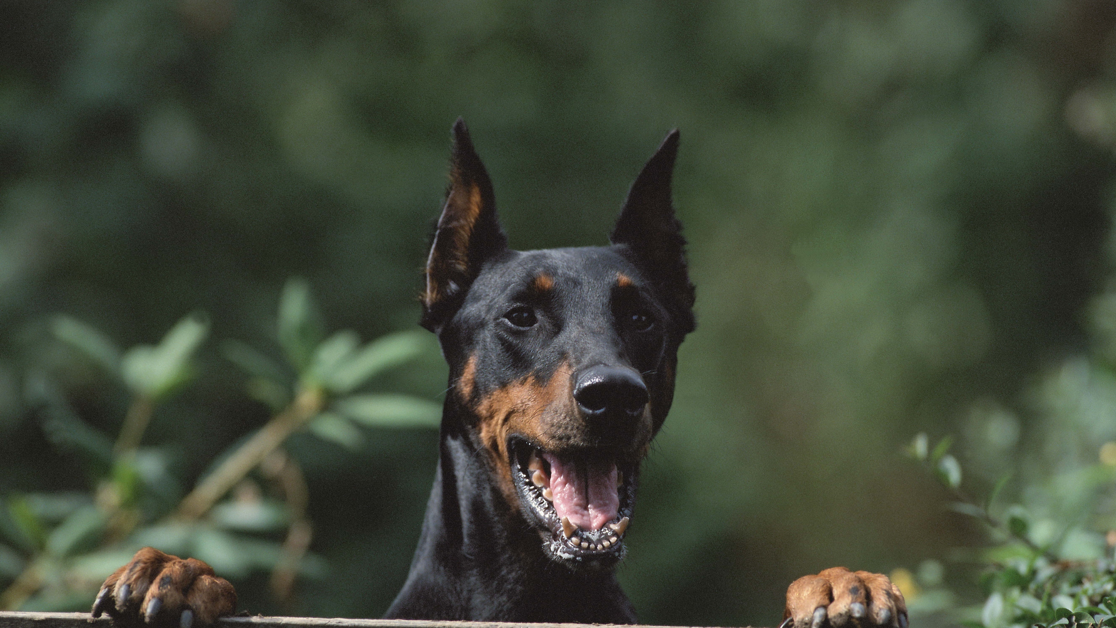 dog security fence 4k 1542242172