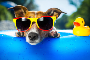 dog wearing sunglasses 4k 1542238182