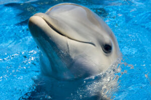 dolphin cute 1542237659