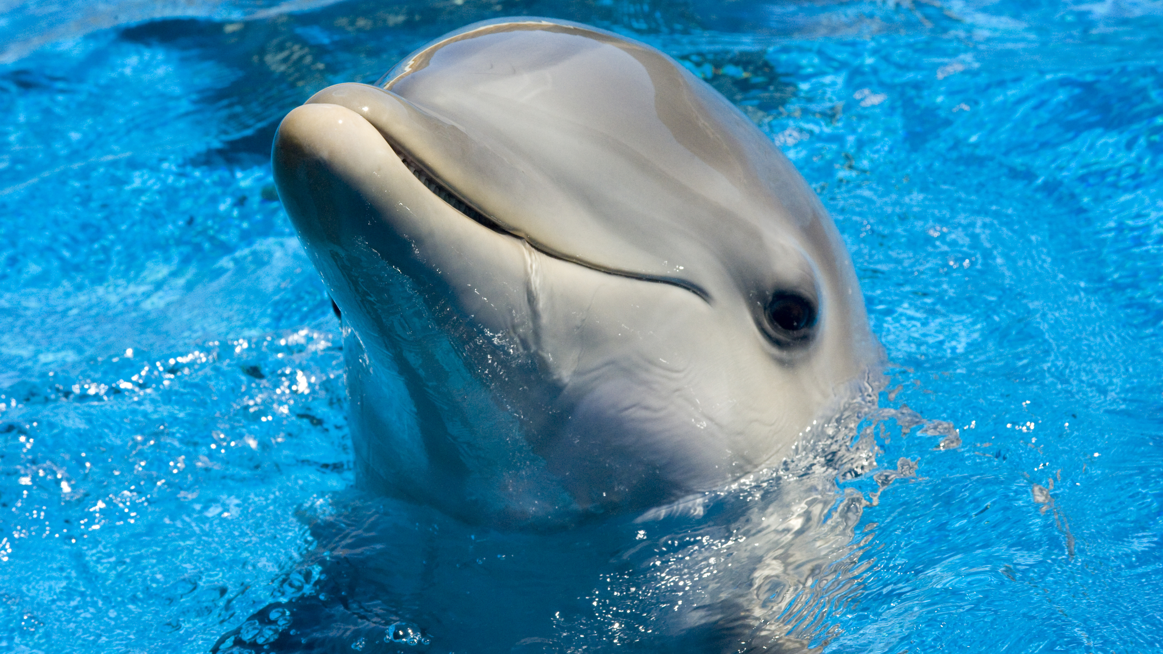 dolphin cute 1542237659