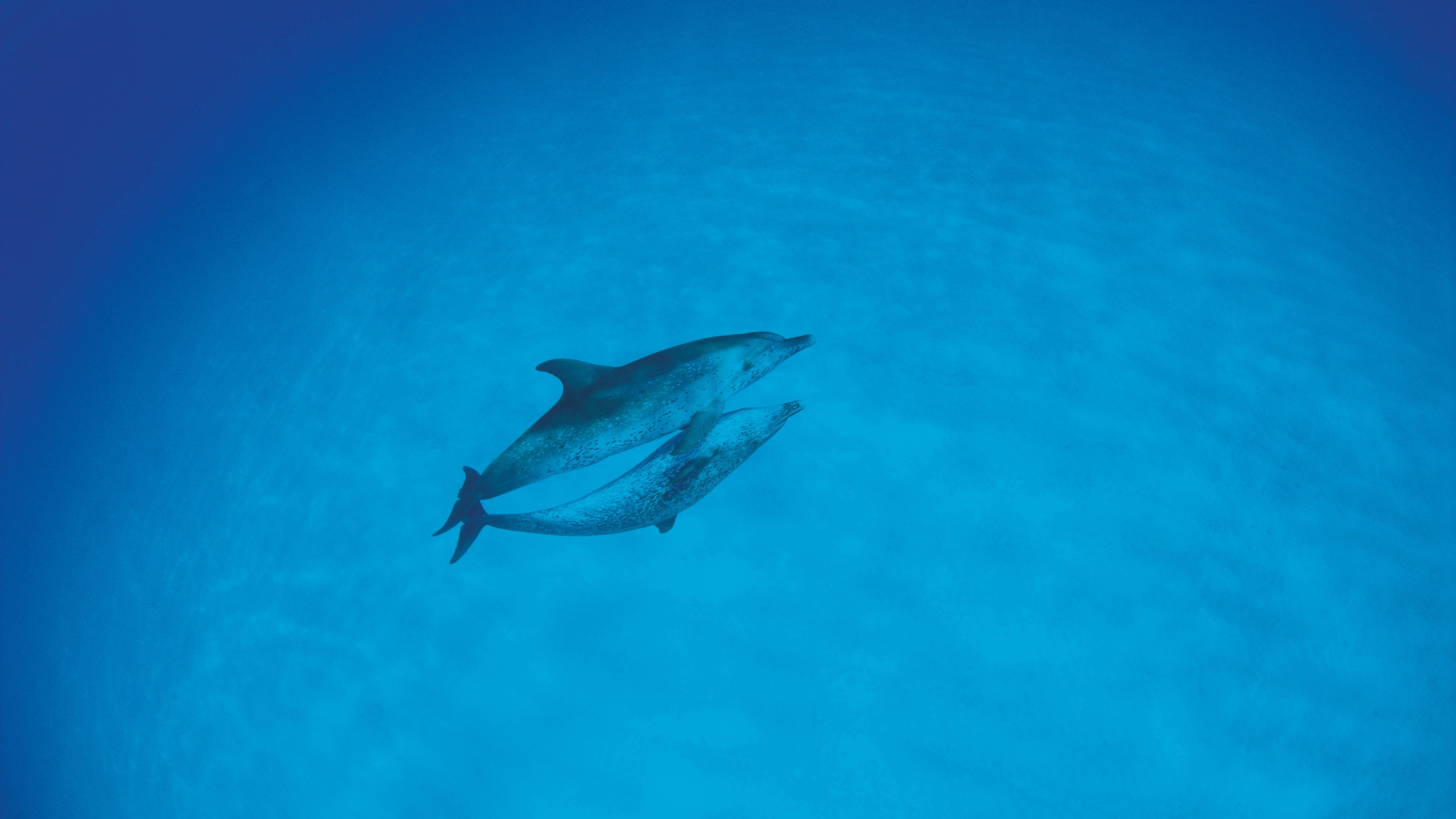 dolphins love ocean 4k 1542242113