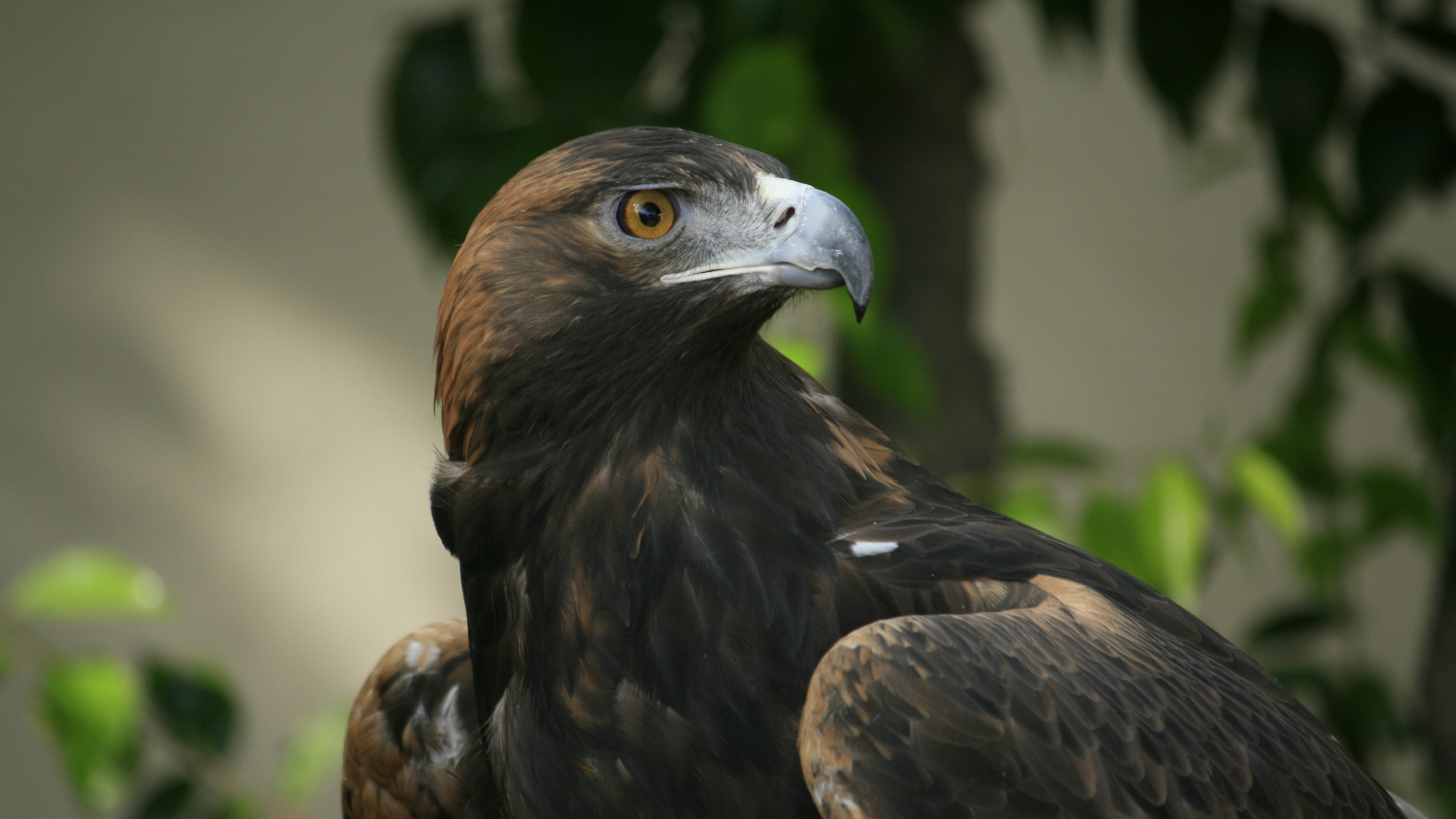 eagle beak eyes bird predator 4k 1542241806