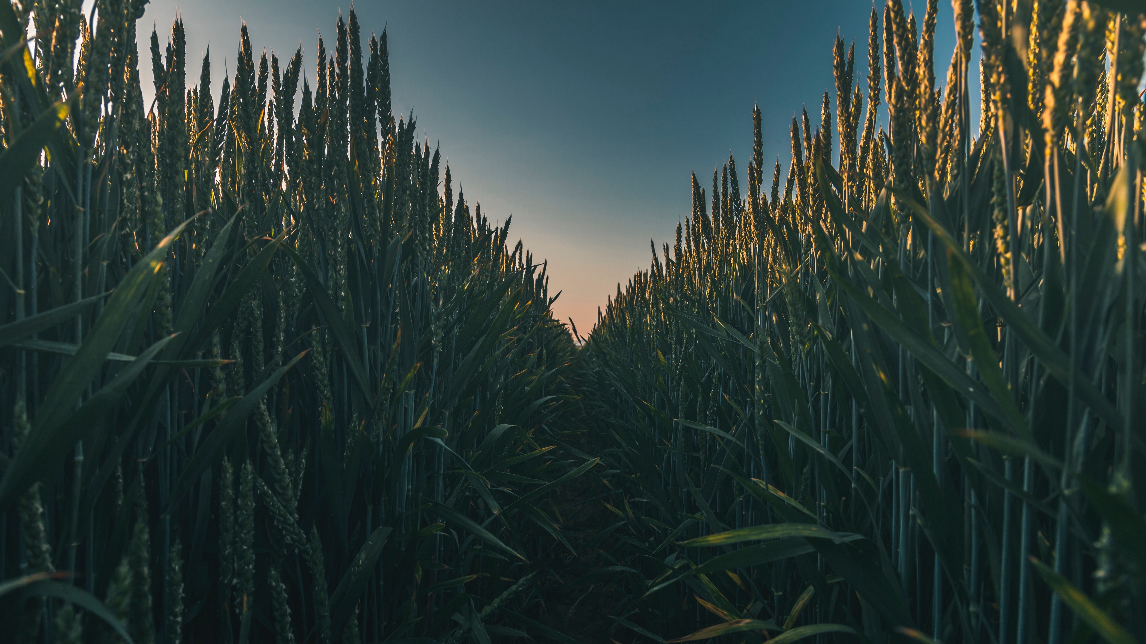 ears field grass path 4k 1541115408