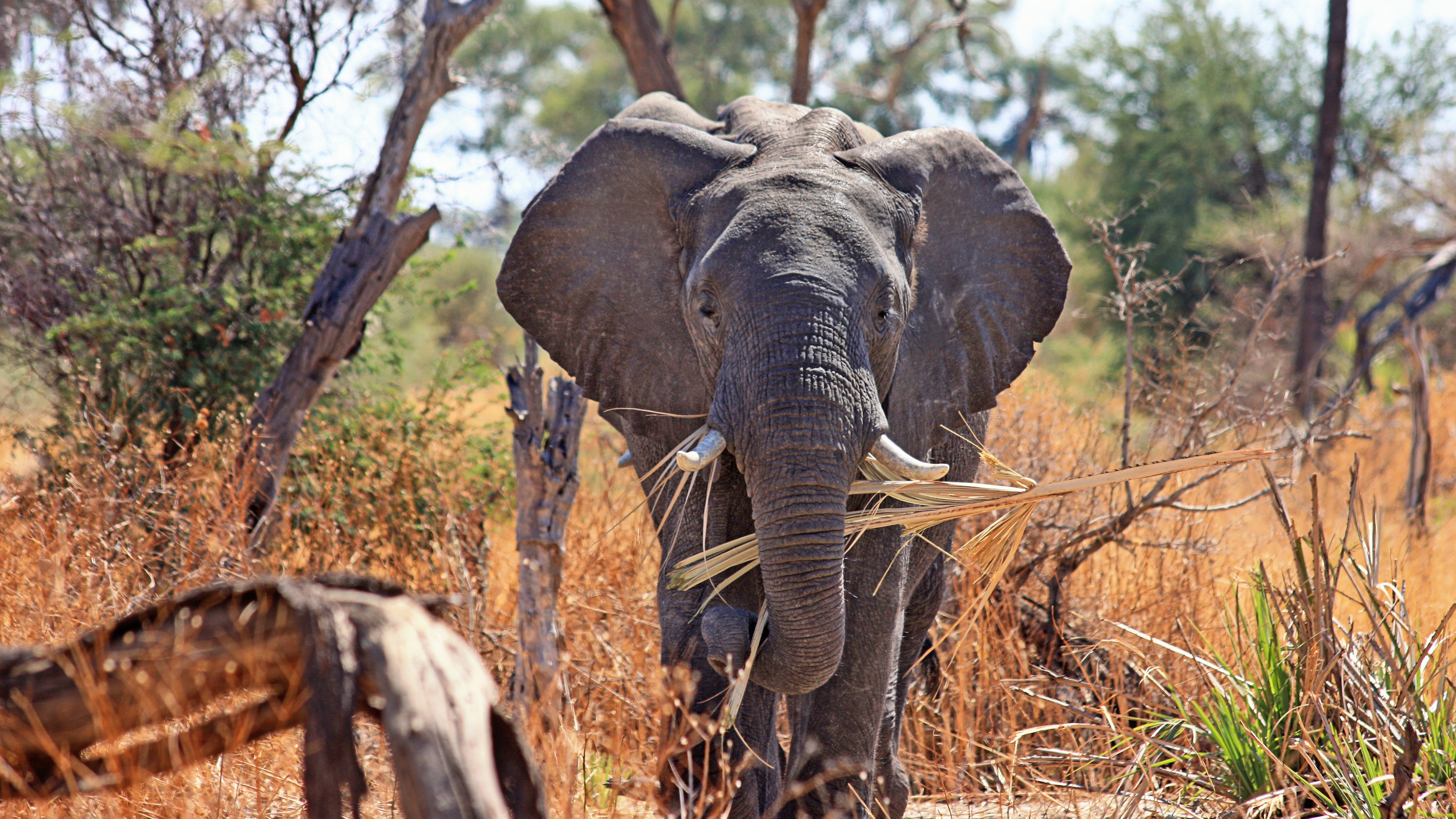 elephant safari africa trunk 4k 1542242851