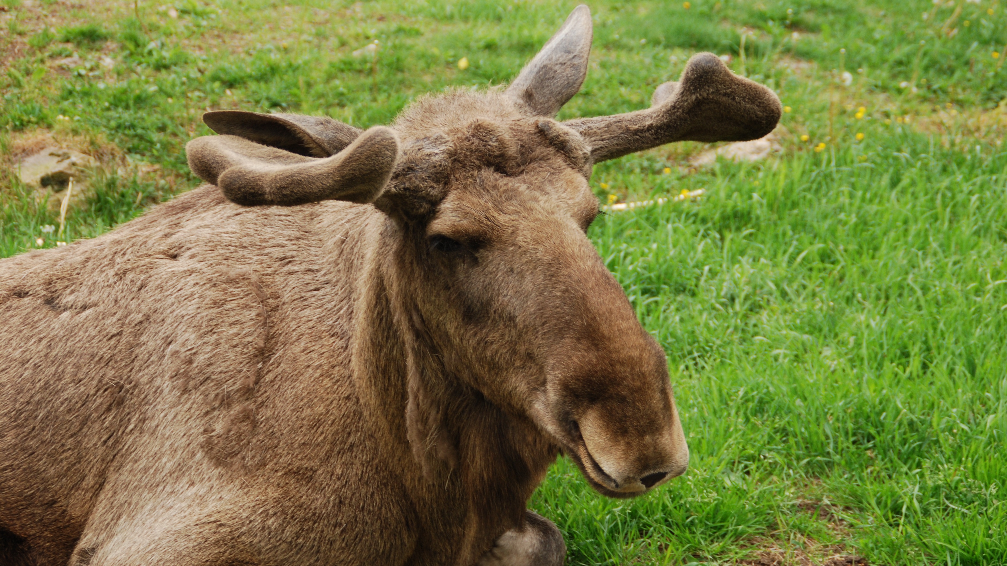 elk face lying grass 4k 1542242923