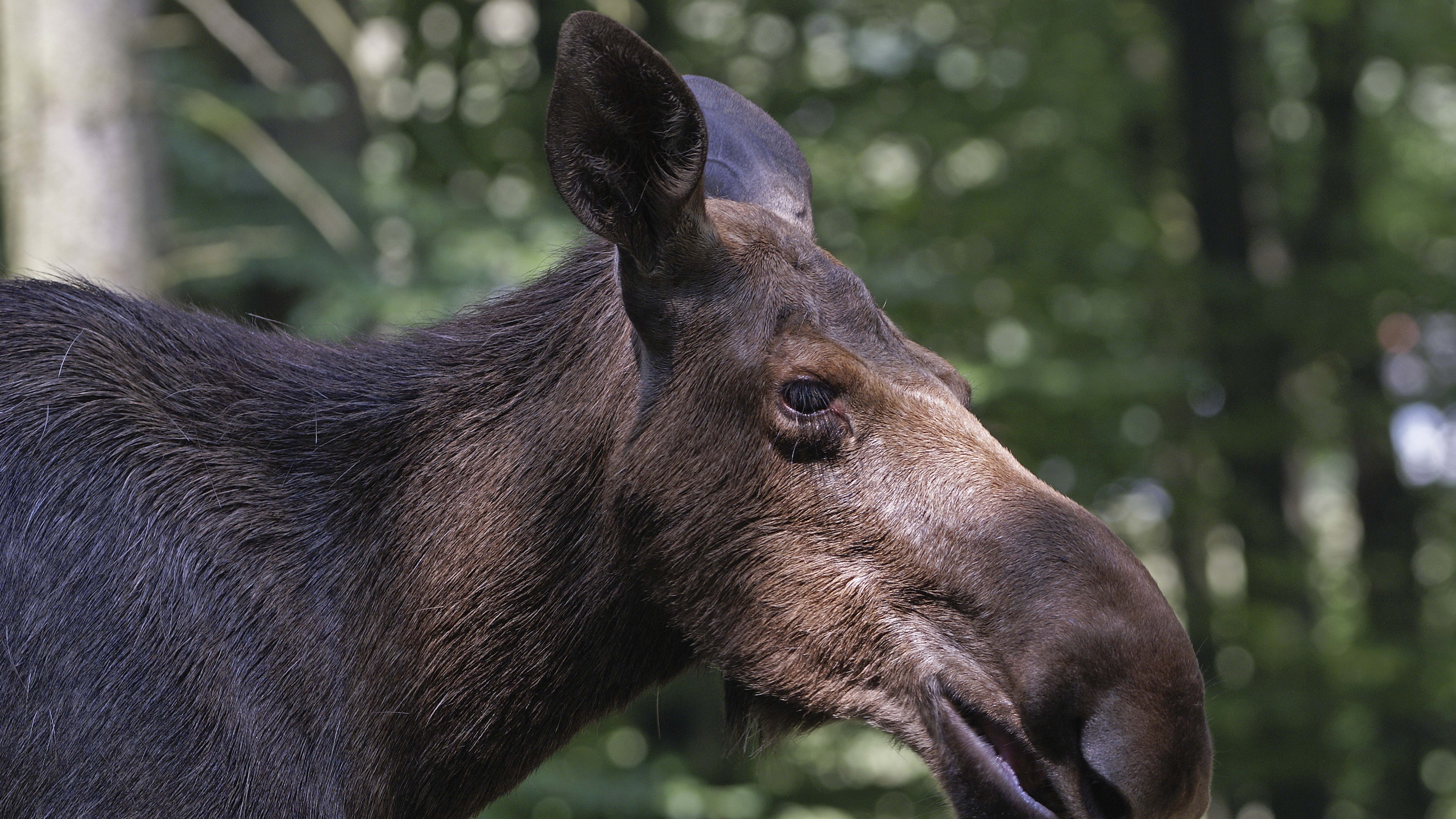 elk forest reflections face profile 4k 1542242397