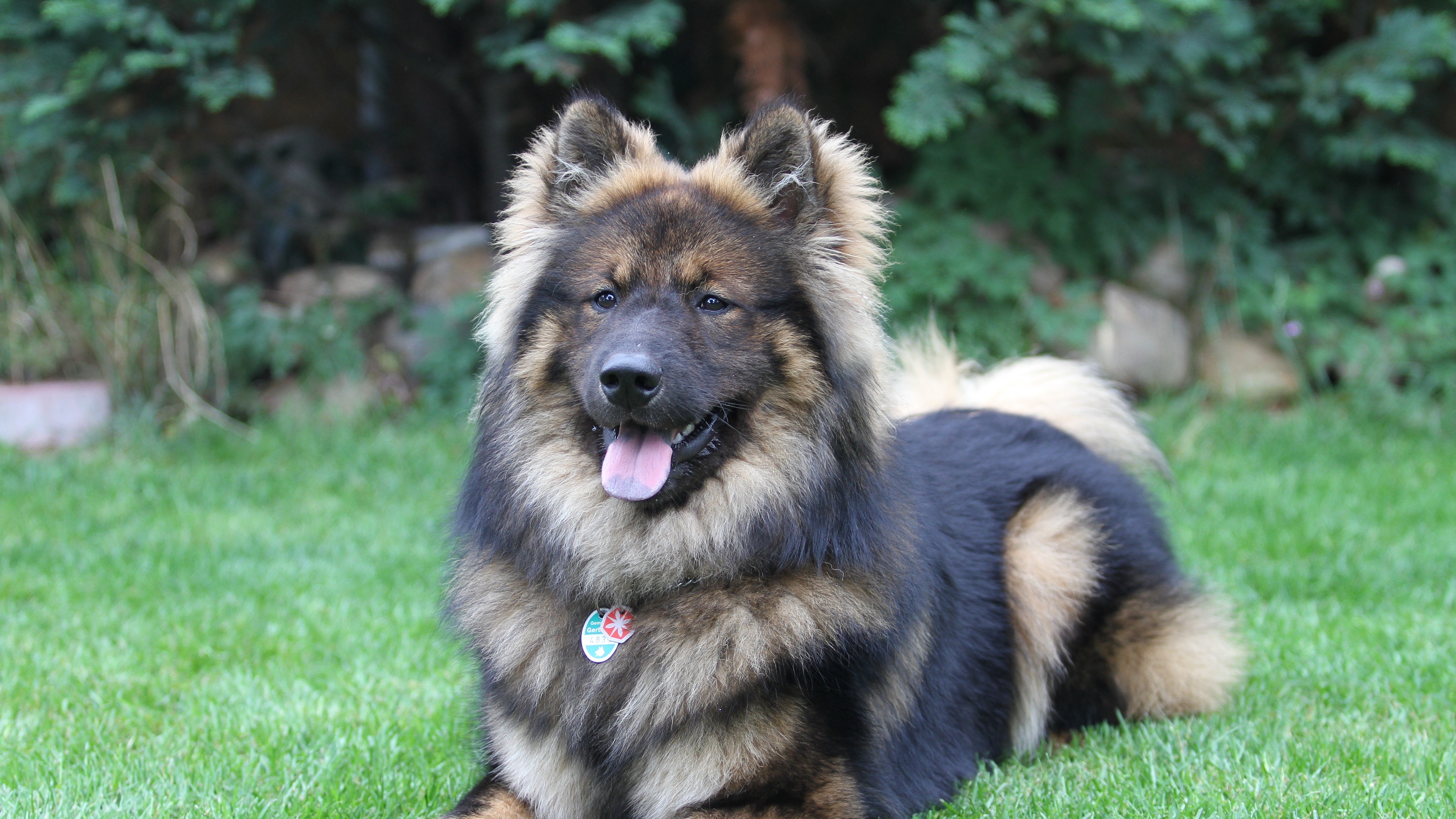 eurasier eurasian dog dog lies 4k 1542241488