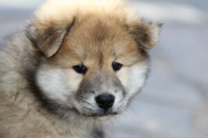 eurasier puppy dog 4k 1542242974