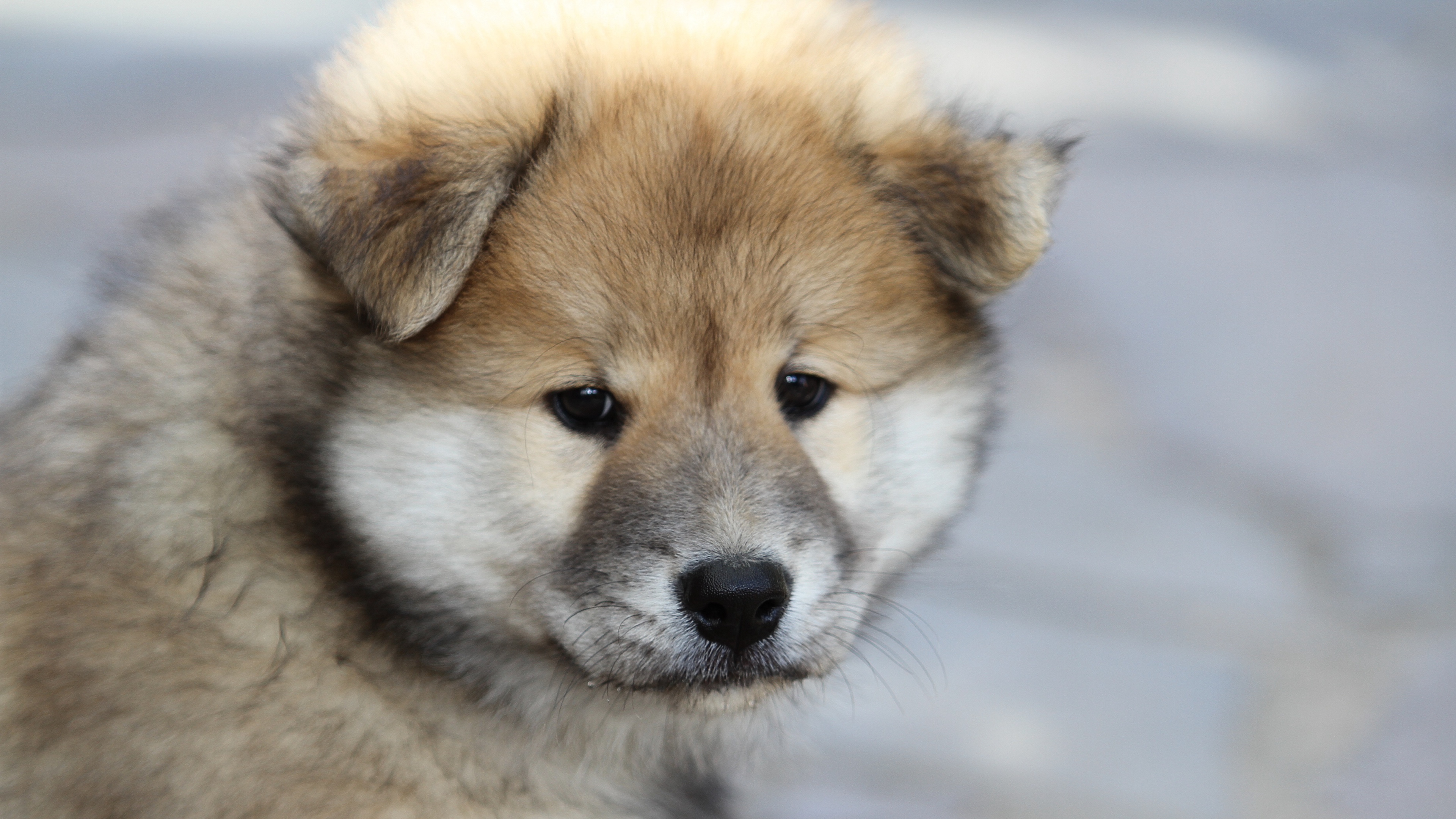 eurasier, puppy, dog 4k Puppy, eurasier, Dog