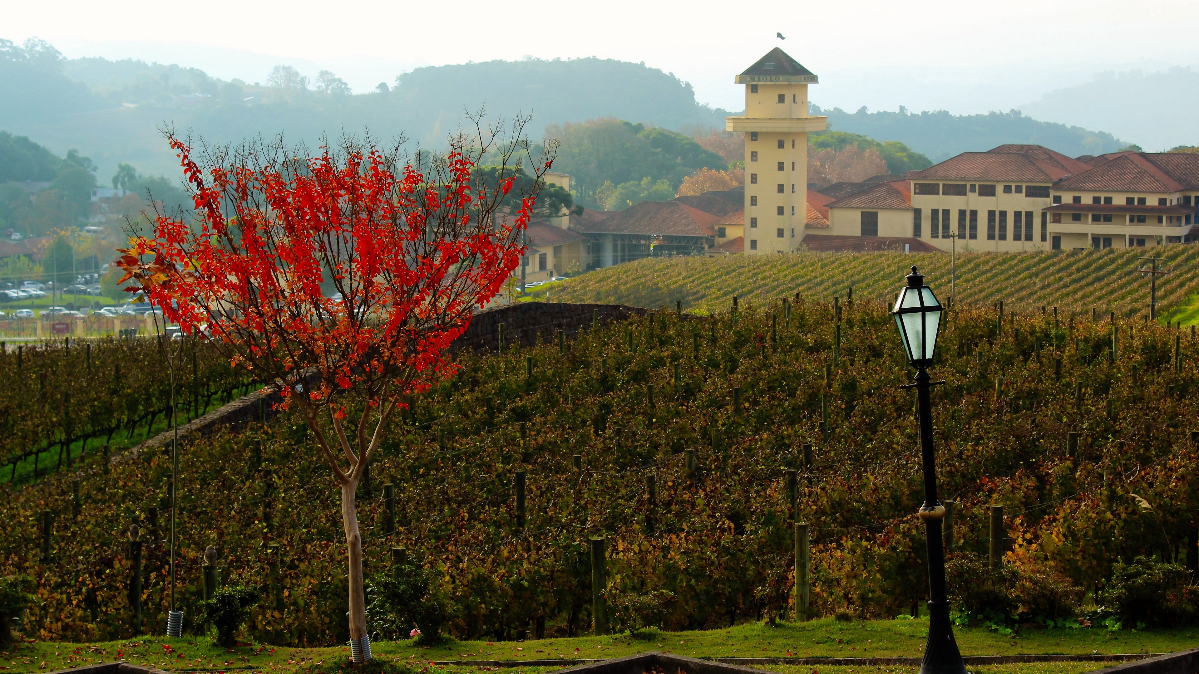 farm winery wood vineyard 4k 1541115838