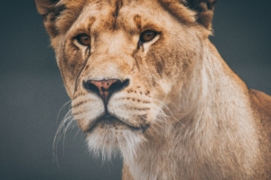 female lioness 4k 1542239384