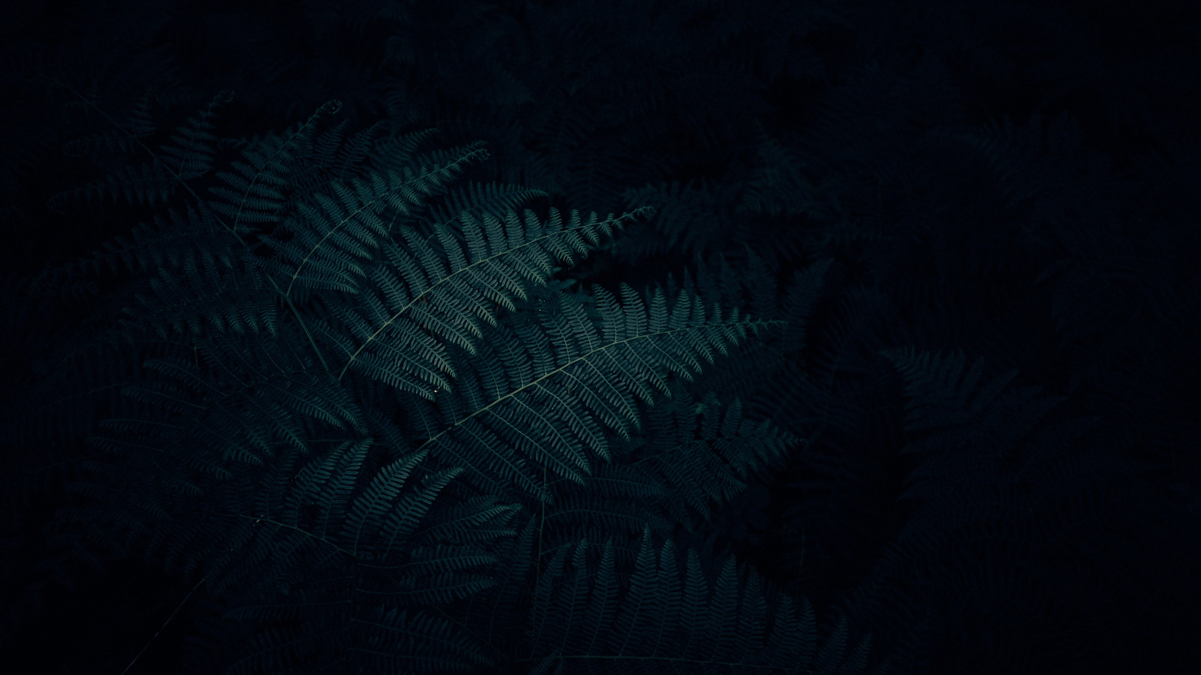 Fern, dark, green, plant, leaves, HD phone wallpaper | Peakpx