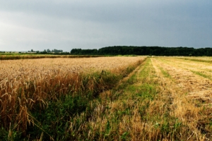 field agriculture ukraine 4k 1541114374