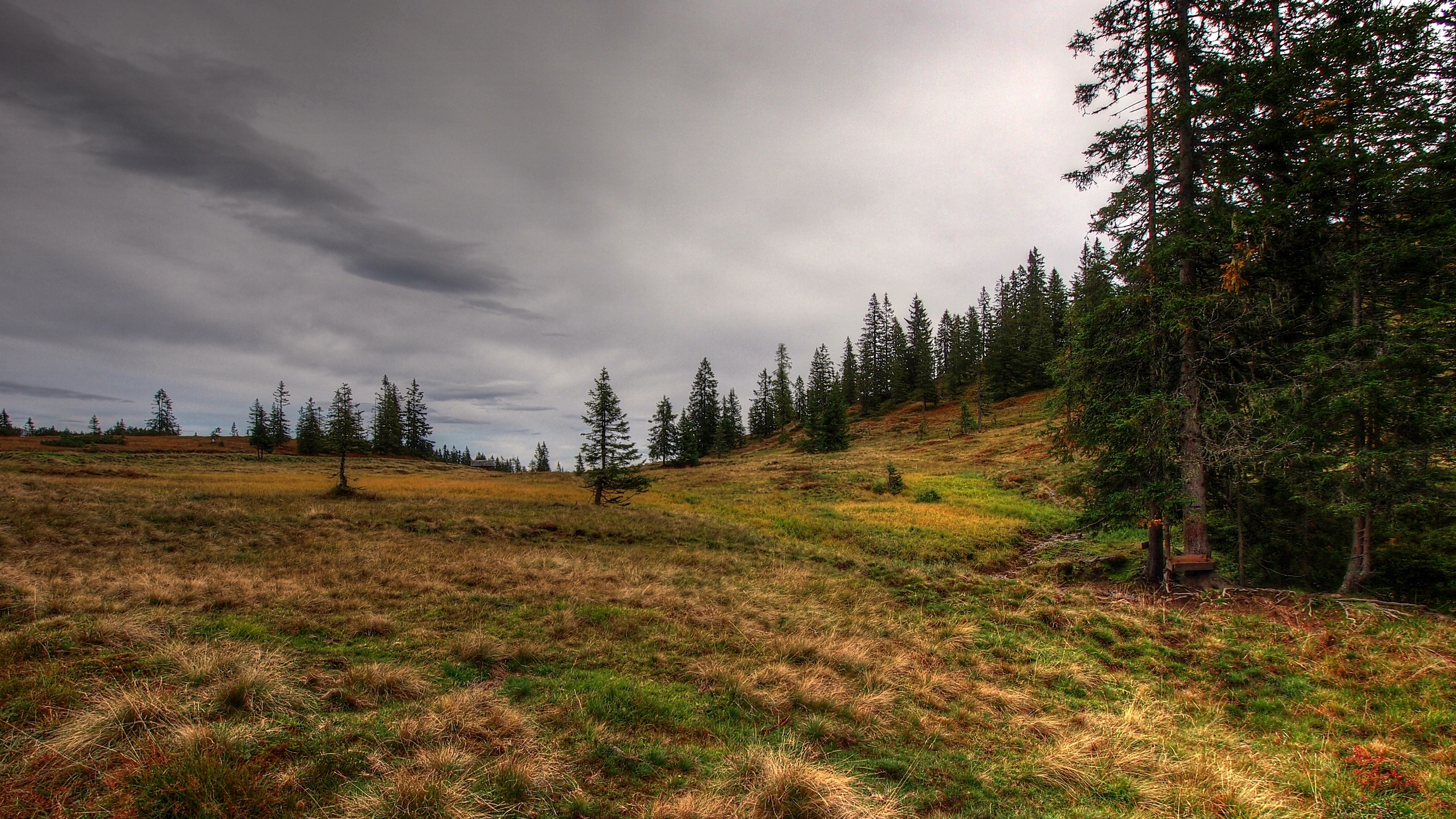 field forest nature 4k 1541114367