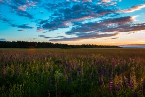 field grass sky summer sunset 4k 1541115929