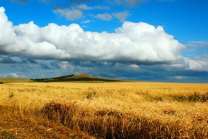 field wheat autumn cleaning kazakhstan petropavlovsk heaven cloud distance endless 4k 1541117547