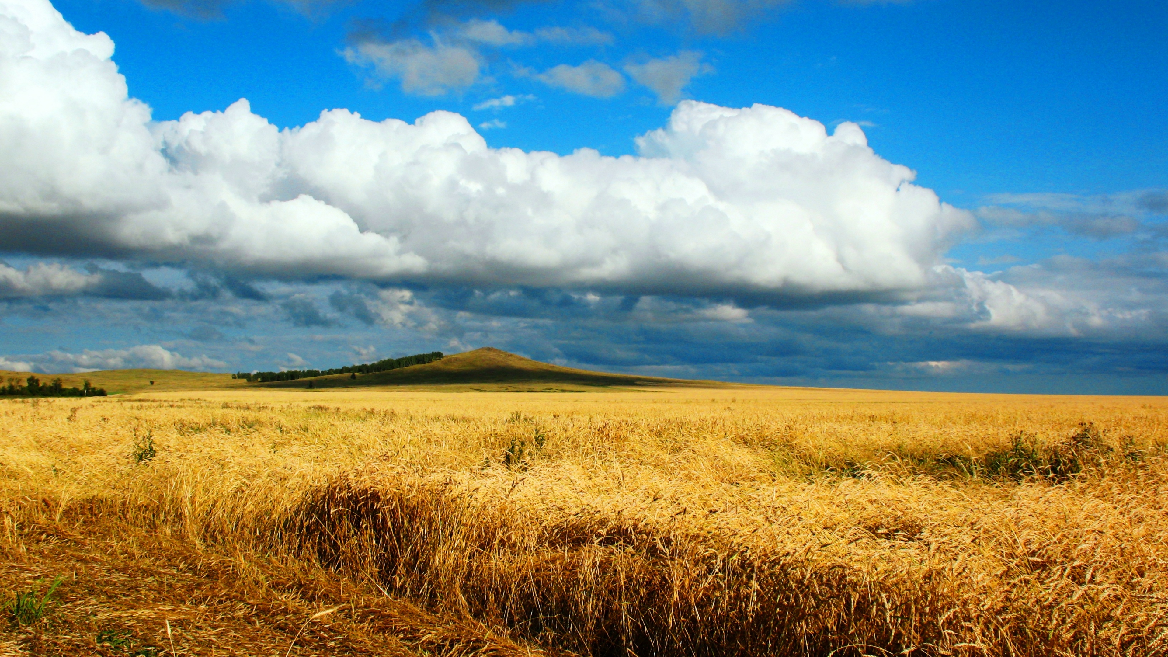 field wheat autumn cleaning kazakhstan petropavlovsk heaven cloud distance endless 4k 1541117547