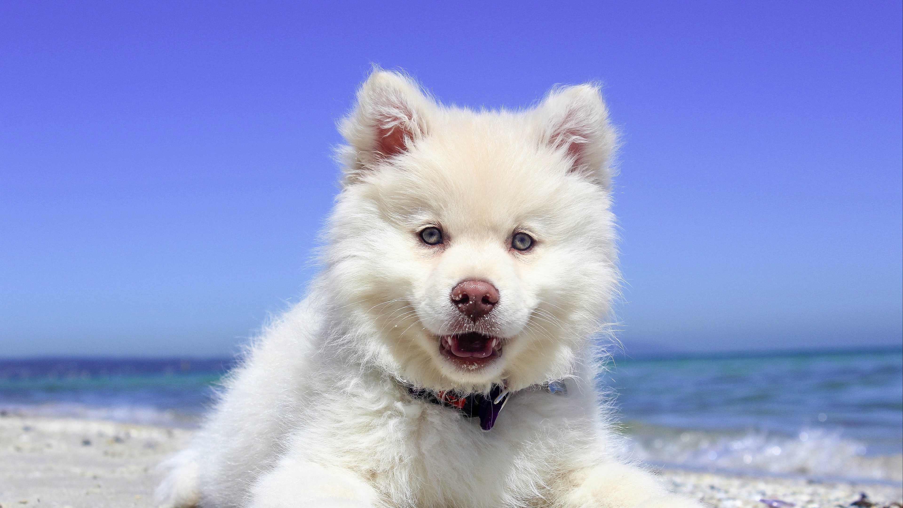 finnish lapphund dog puppy lying open mouth 4k 1542241876