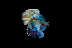 fishes fish glitter tail squama 4k 1542242152