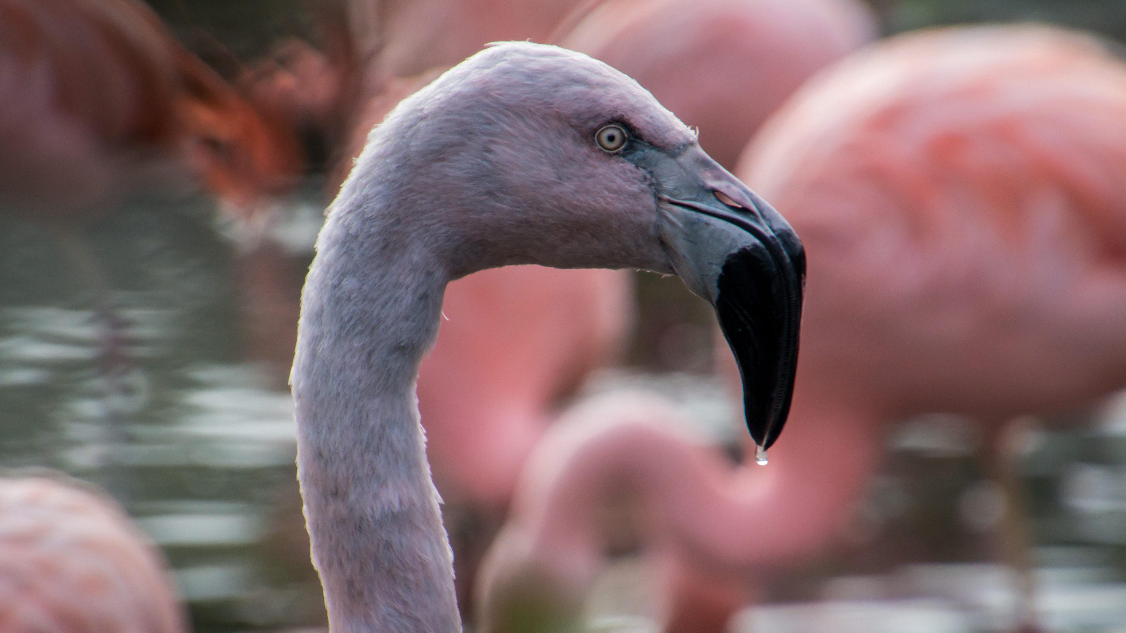 flamingo bird beak 4k 1542242960