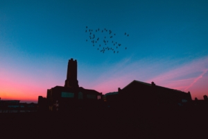 flock birds night roofs 4k 1541114892