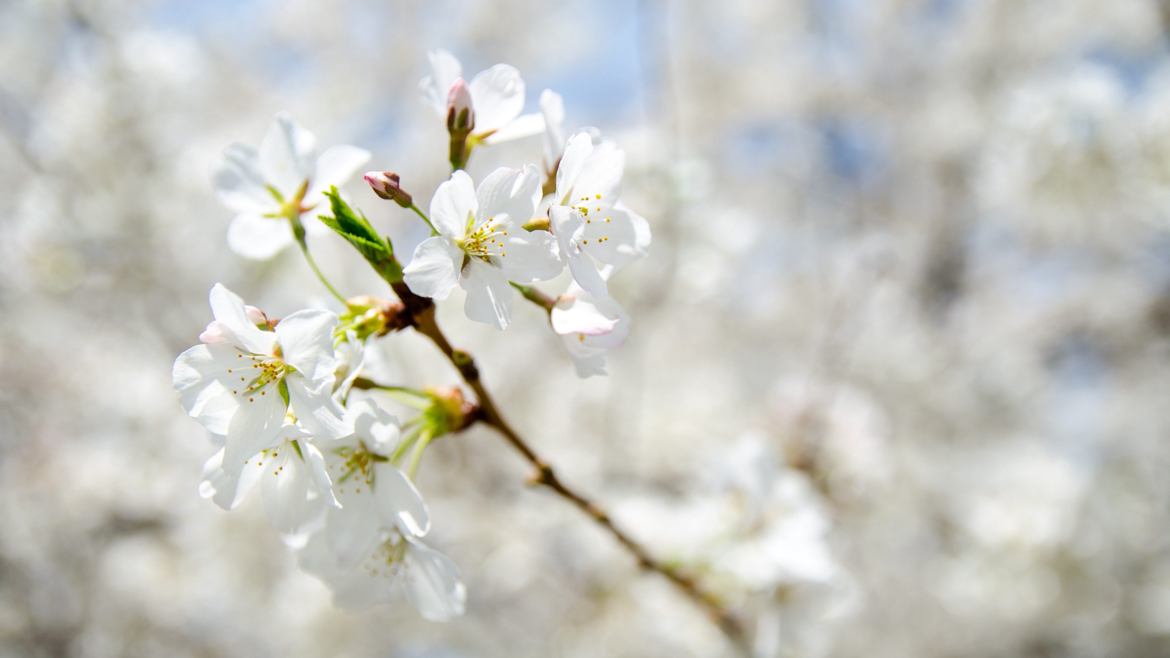 flowers spring bloom branch 4k 1541114694