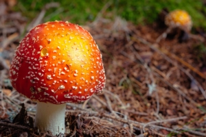 fly agaric mushroom autumn foliage 4k 1541116553