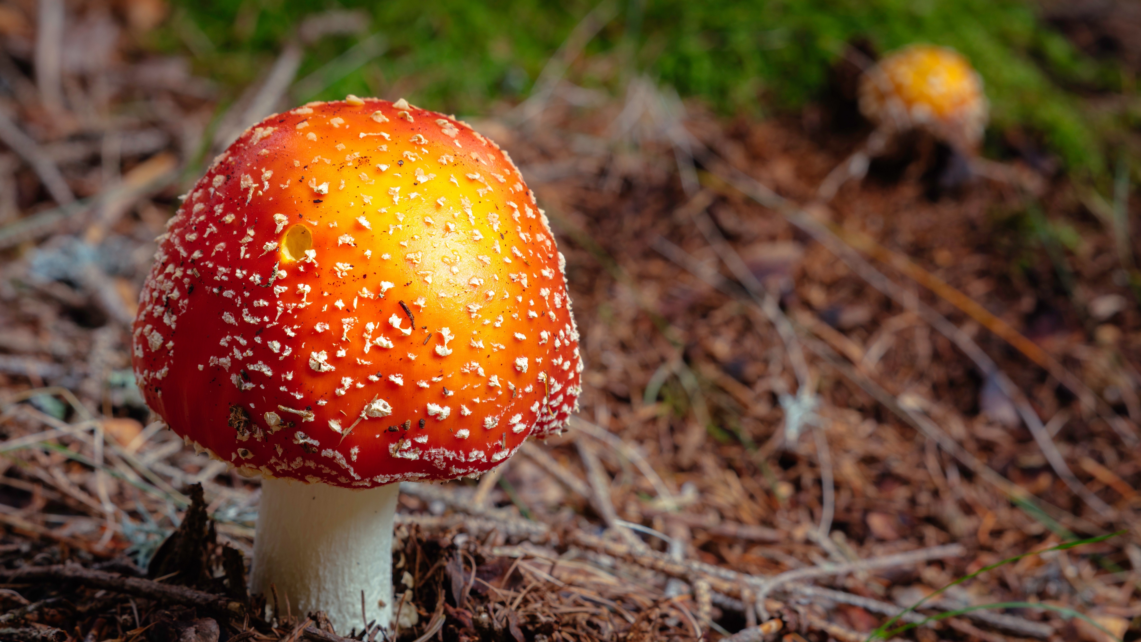 fly agaric mushroom autumn foliage 4k 1541116553