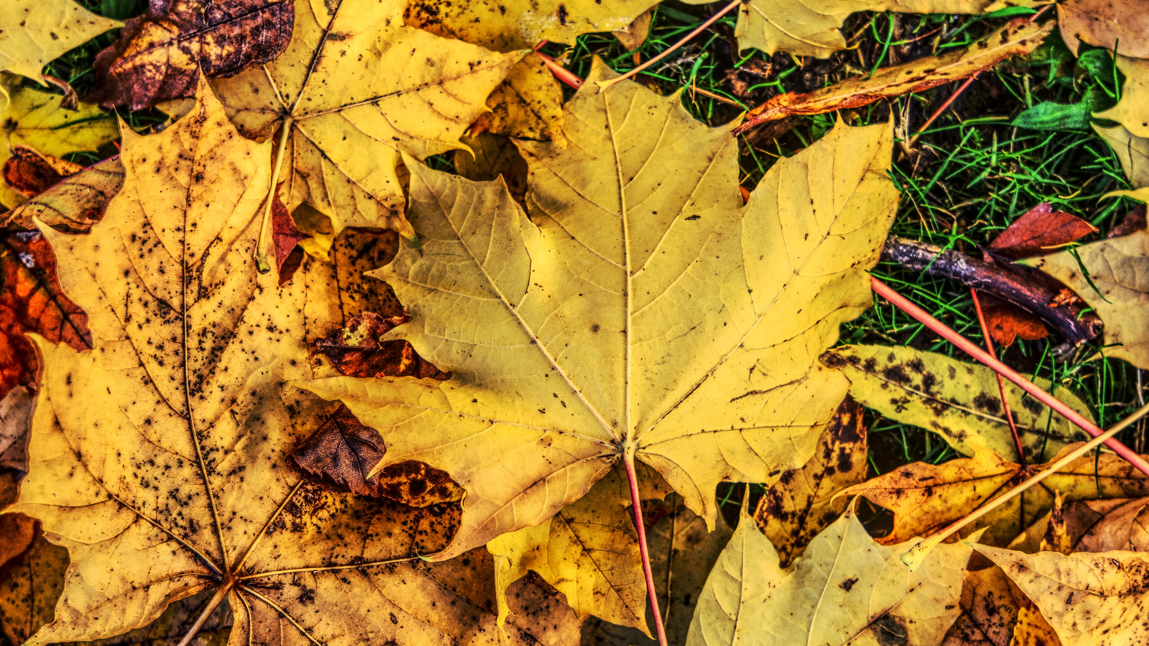 foliage maple autumn fallen 4k 1541117787