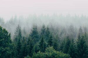 forest fog aerial view trees sky 4k 1541117377