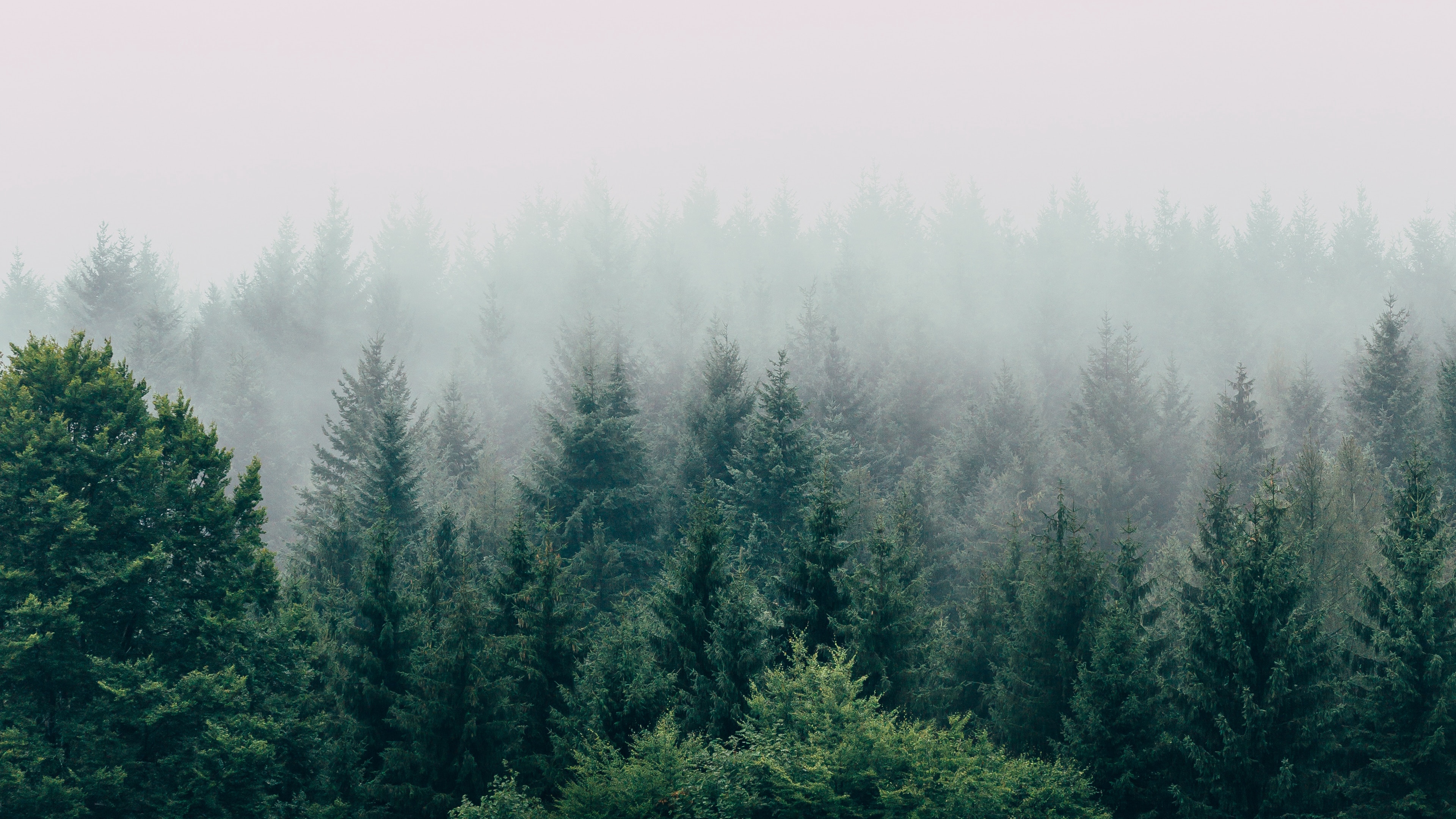 forest, fog, aerial view, trees, sky 4k