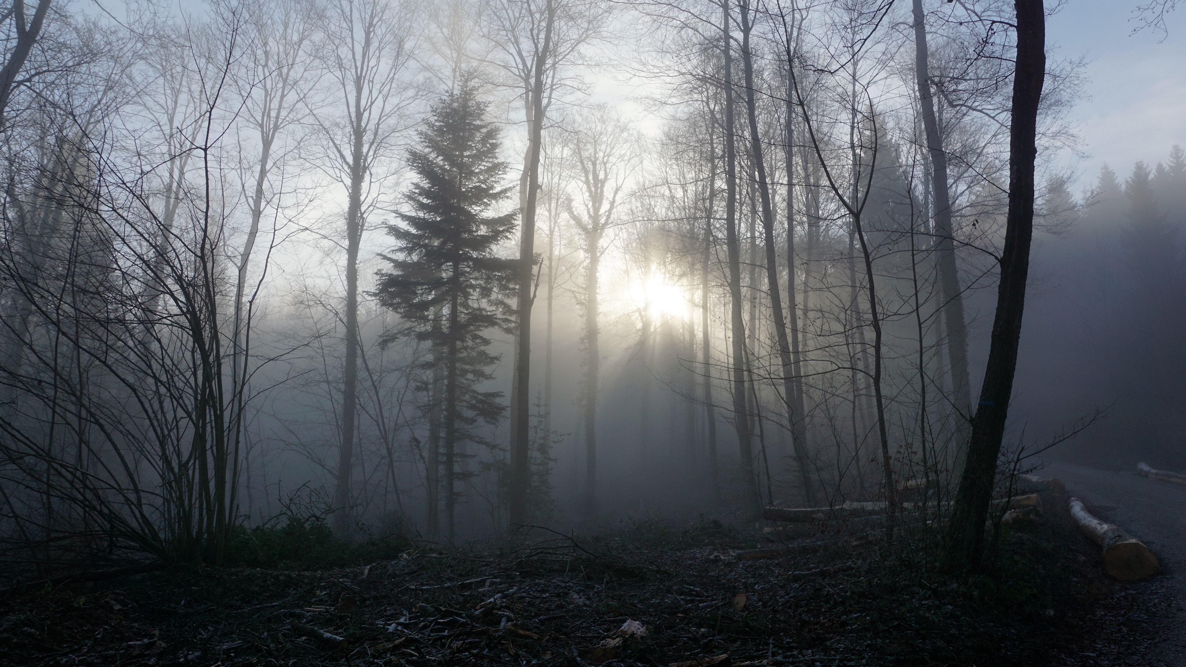 forest fog trees 4k 1541114296