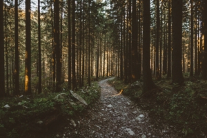 forest pathway trees sunlight 4k 1541114497