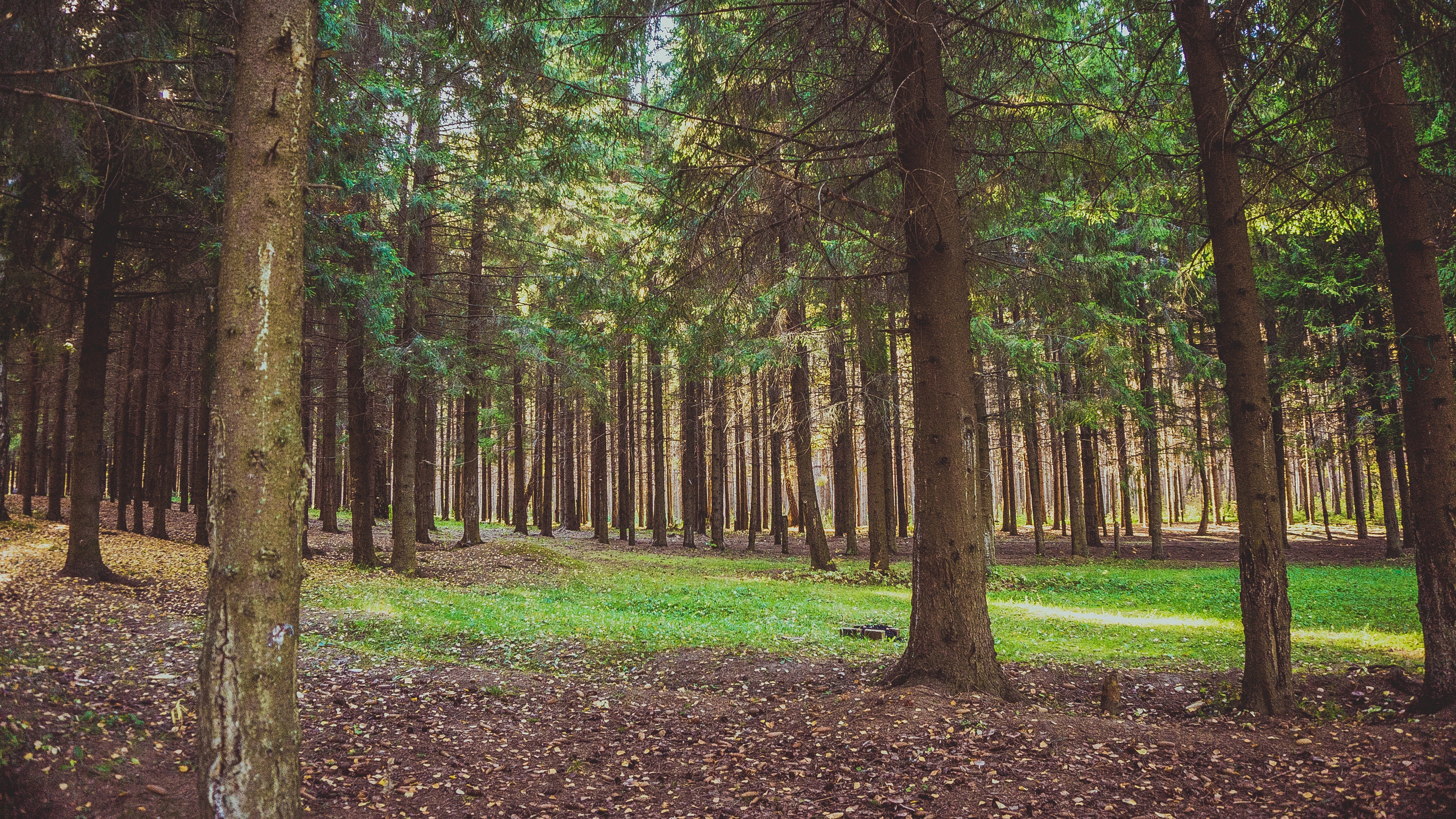 forest pine trees 4k 1541113982