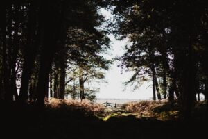 forest trees shadows dark light branches autumn 4k 1541115770