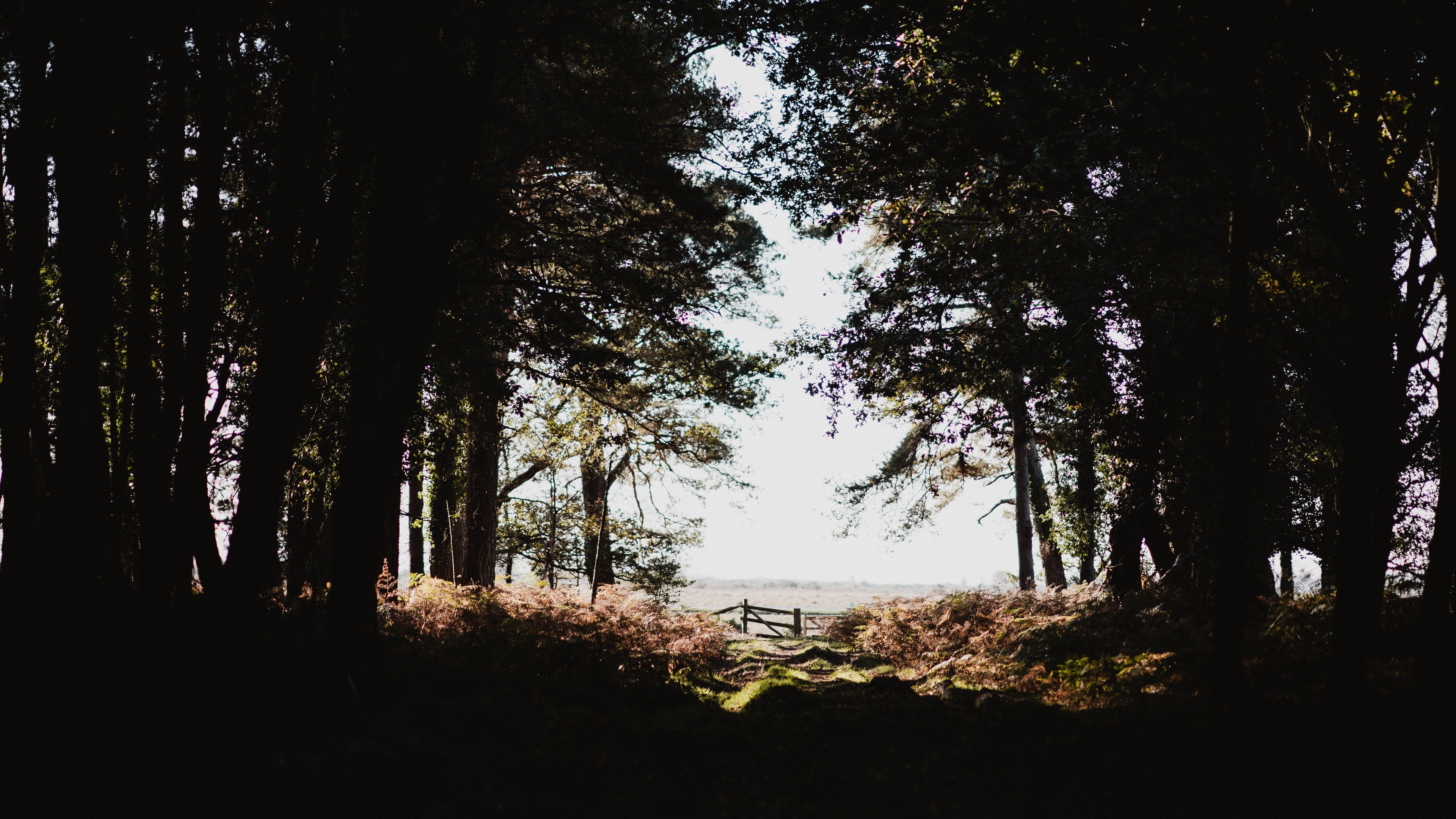 forest trees shadows dark light branches autumn 4k 1541115770