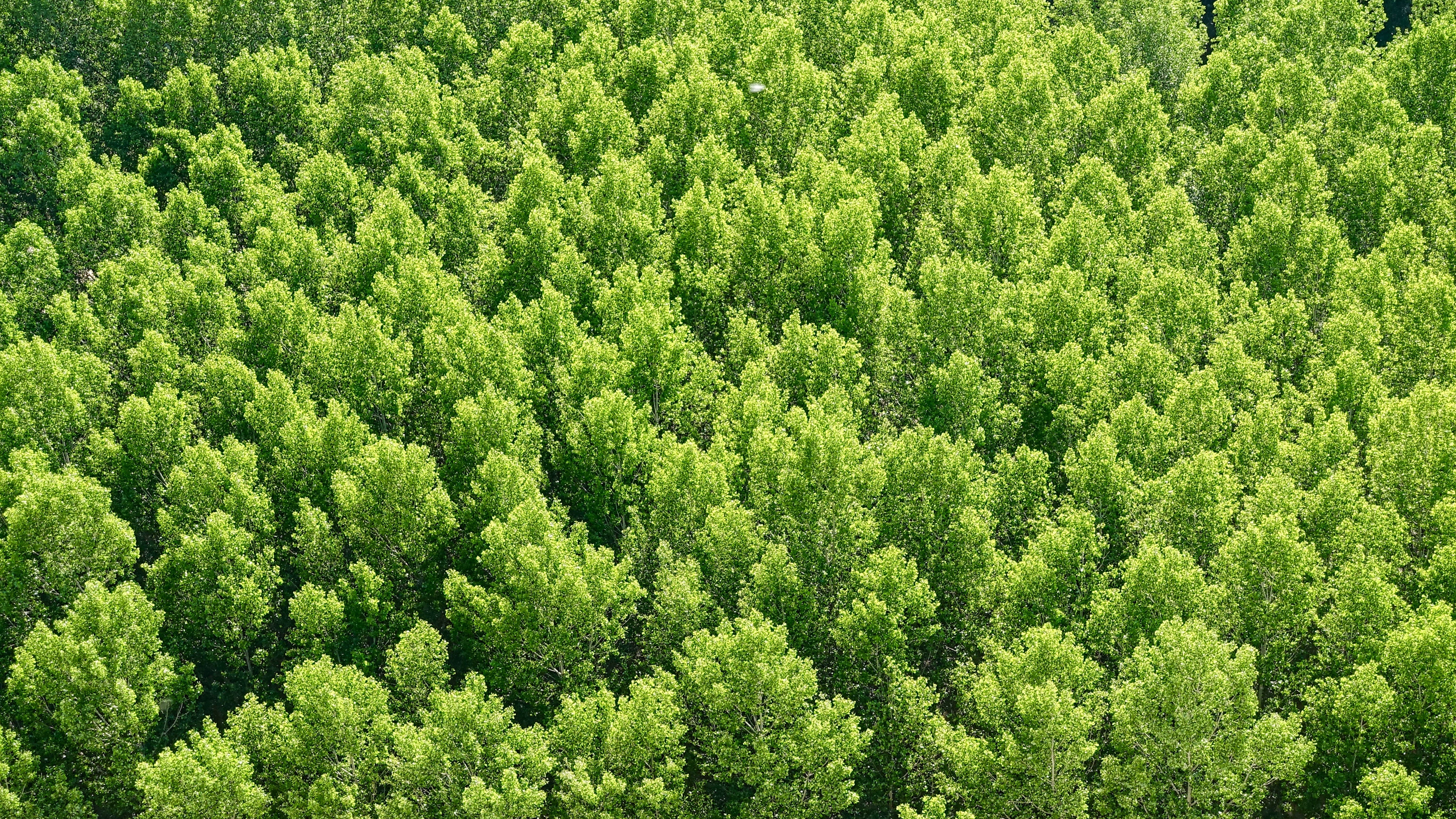 forest, trees, view from above 4k view from above, Trees, Forest