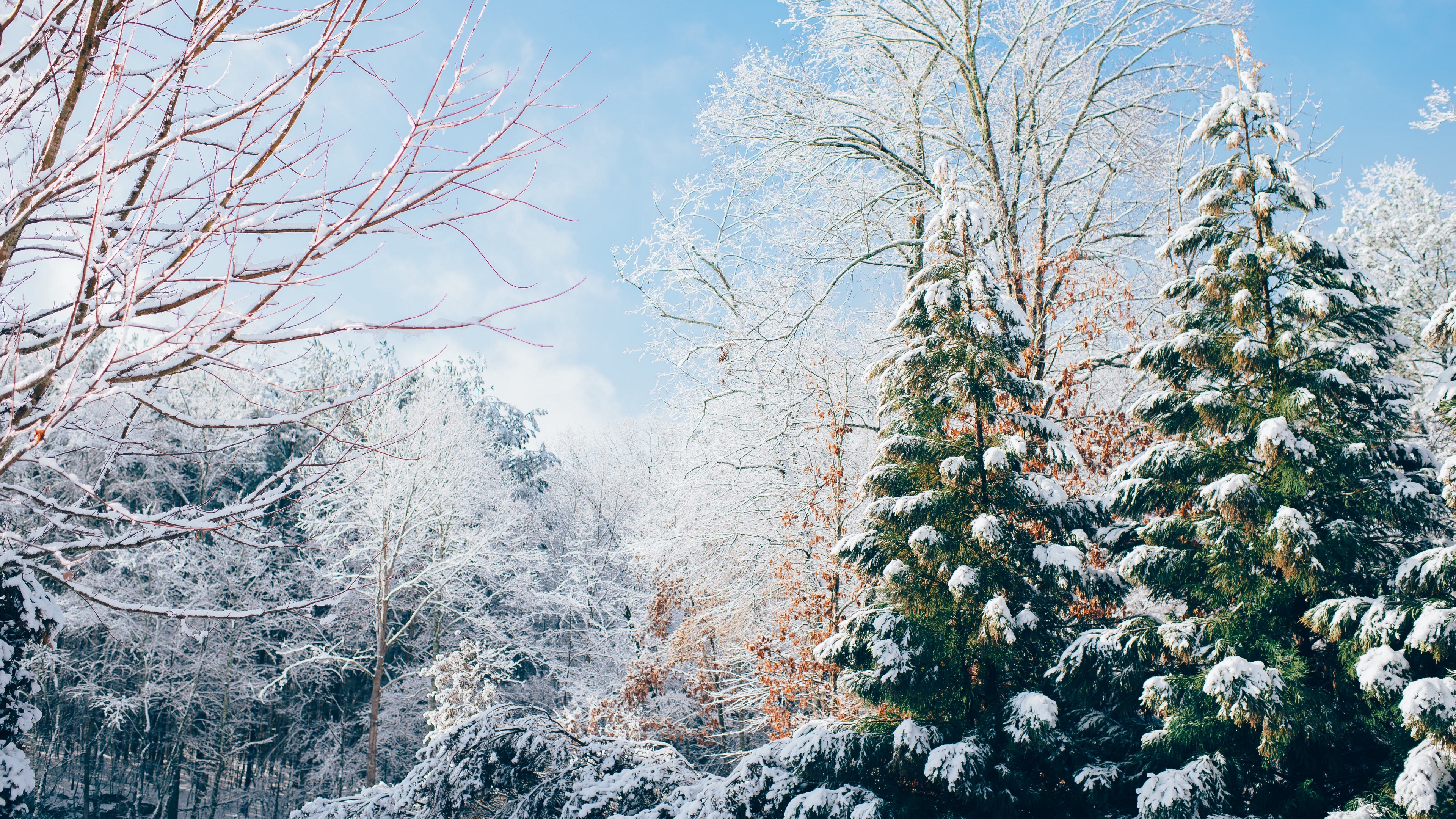 forest trees winter snow 4k 1541117592