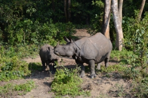 forest walk rhinos family 4k 1542242110