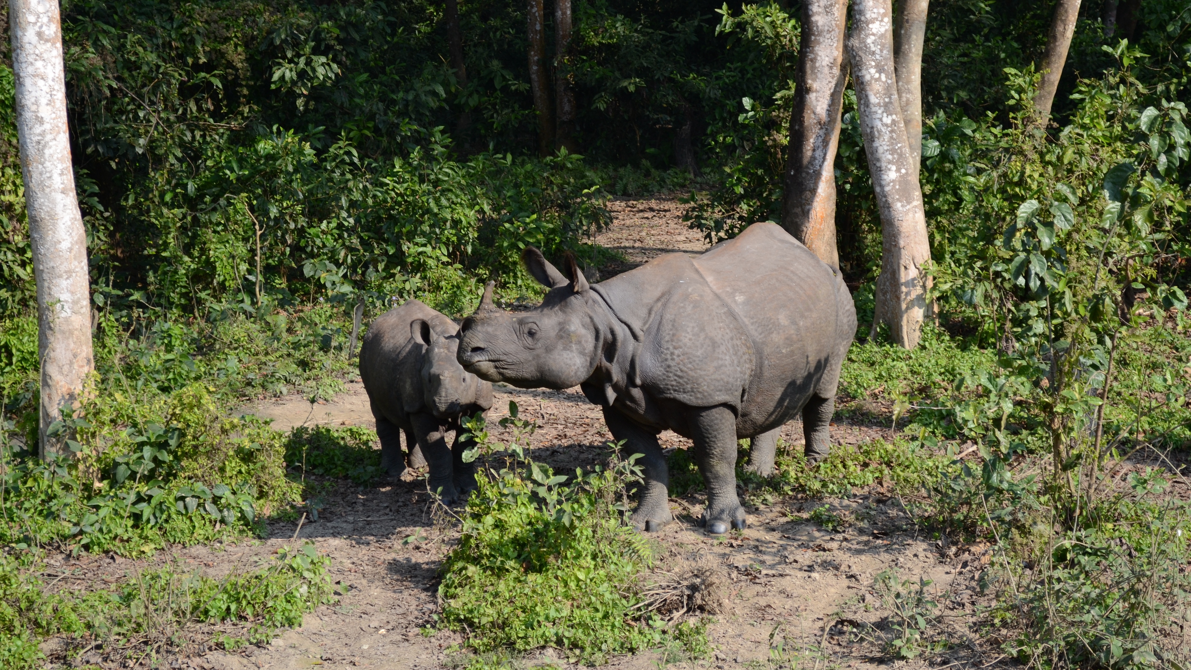 forest walk rhinos family 4k 1542242110