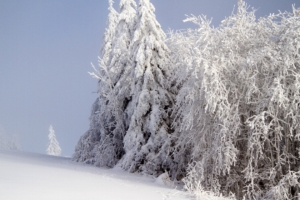 forest winter snow 4k 1541114490