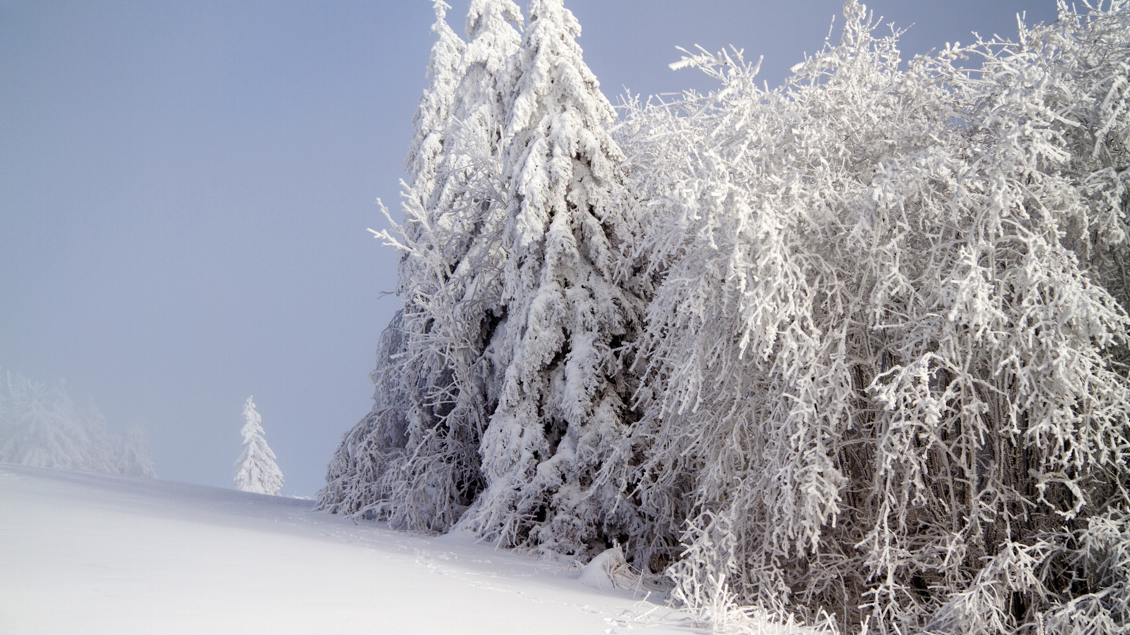 forest winter snow 4k 1541114490