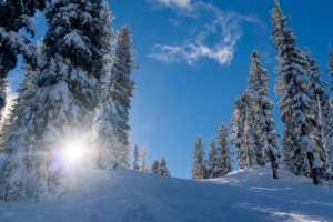 forest winter snow trees sunlight elevation 4k 1541117311