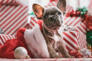 french bulldog christmas 1542238790