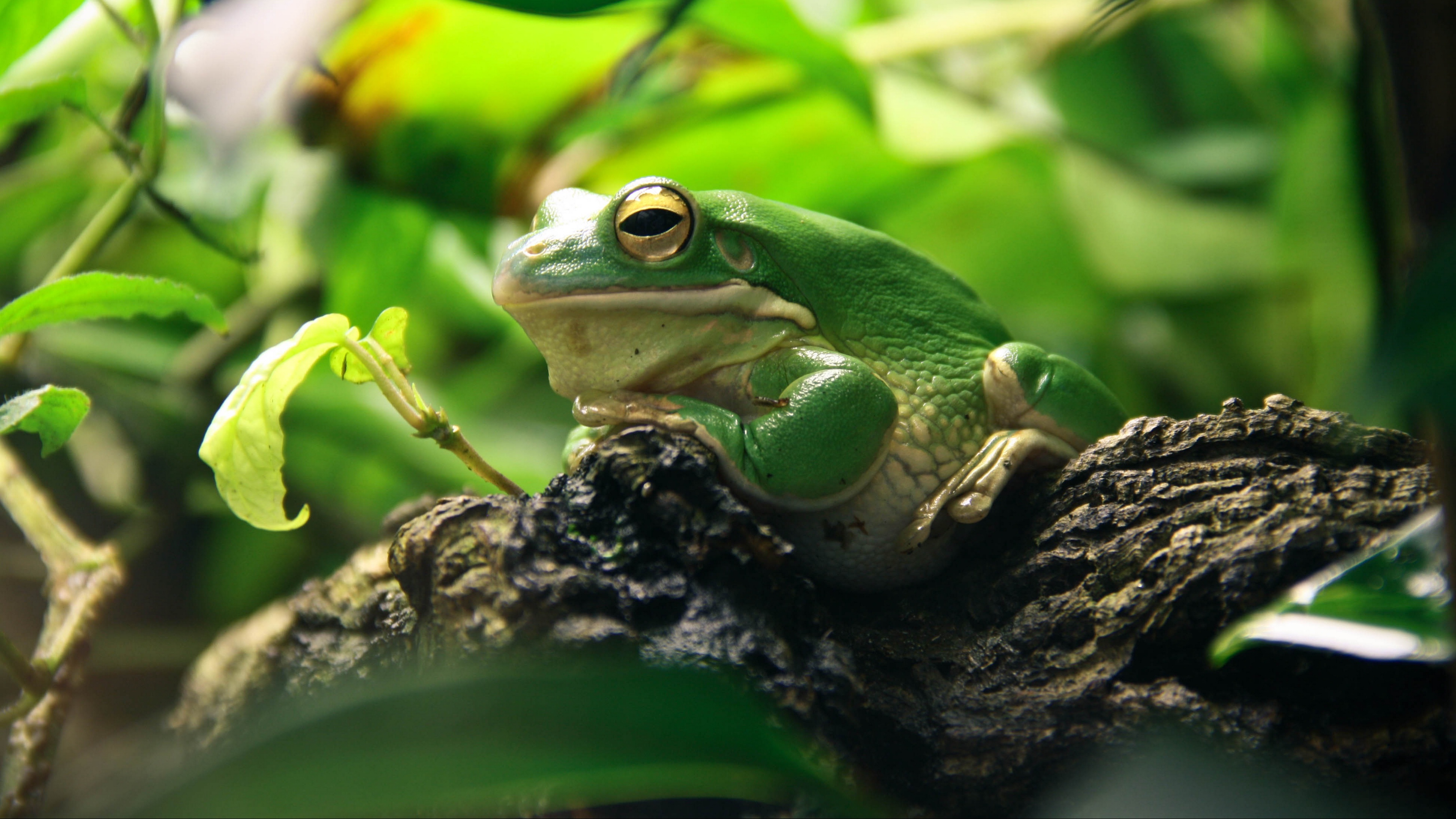 frog leaves shade shelter 4k 1542242579