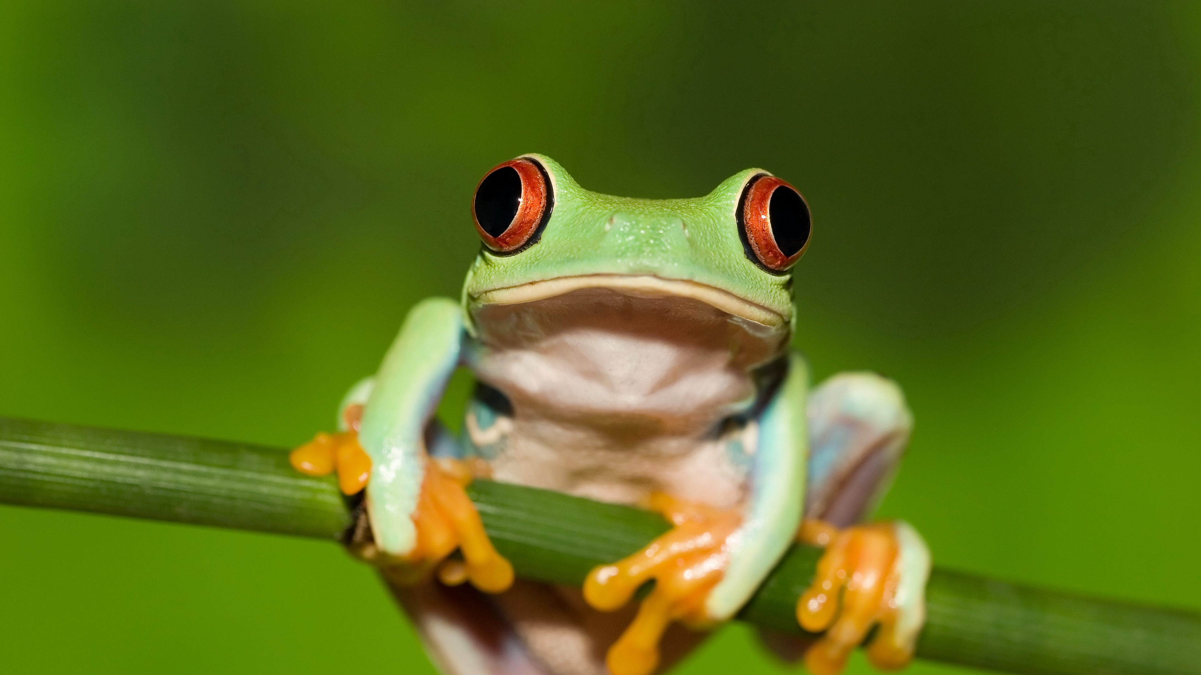 frog red eye stem green background 4k 1542242881