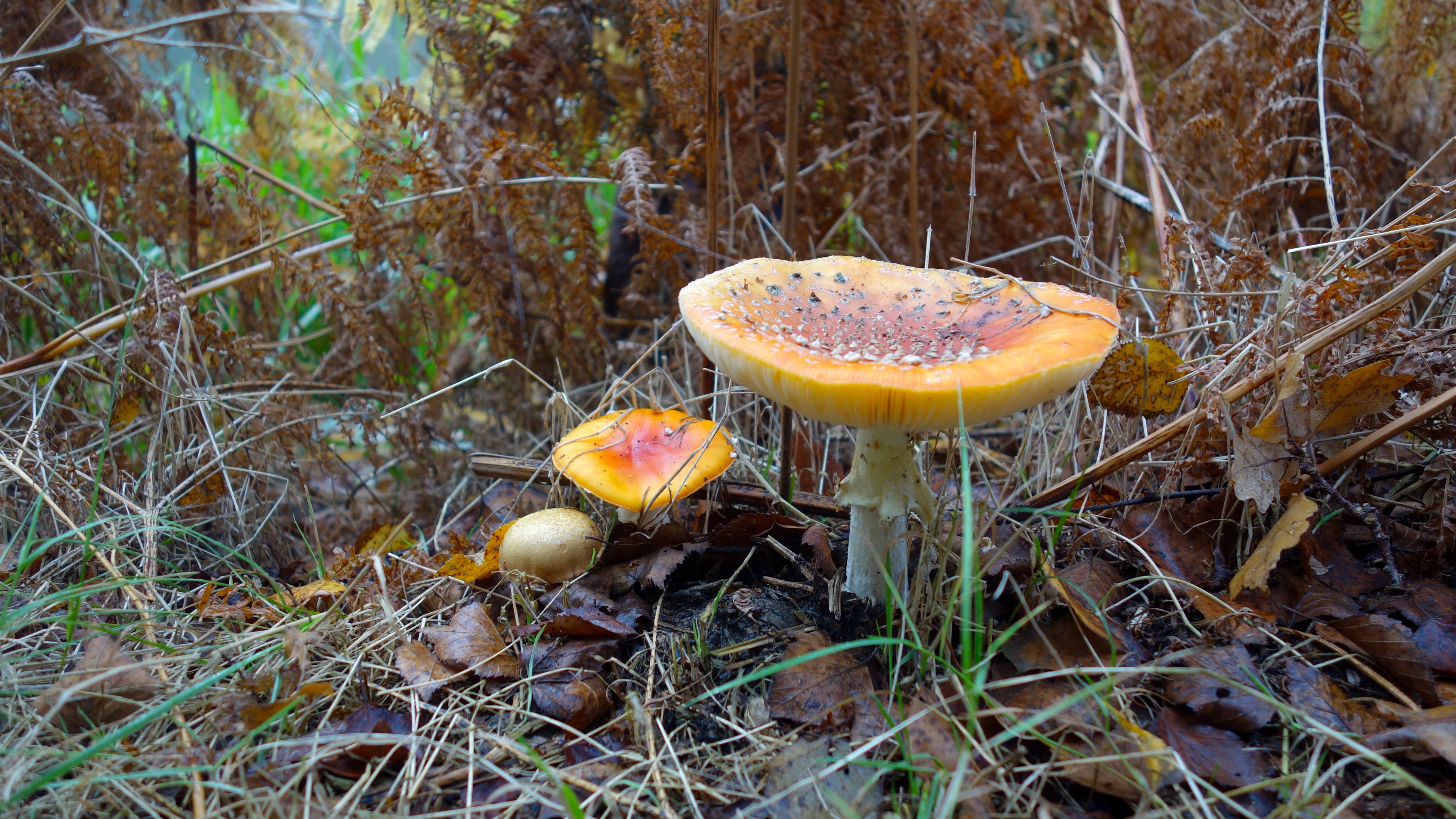 fungus grass autumn 4k 1541116284