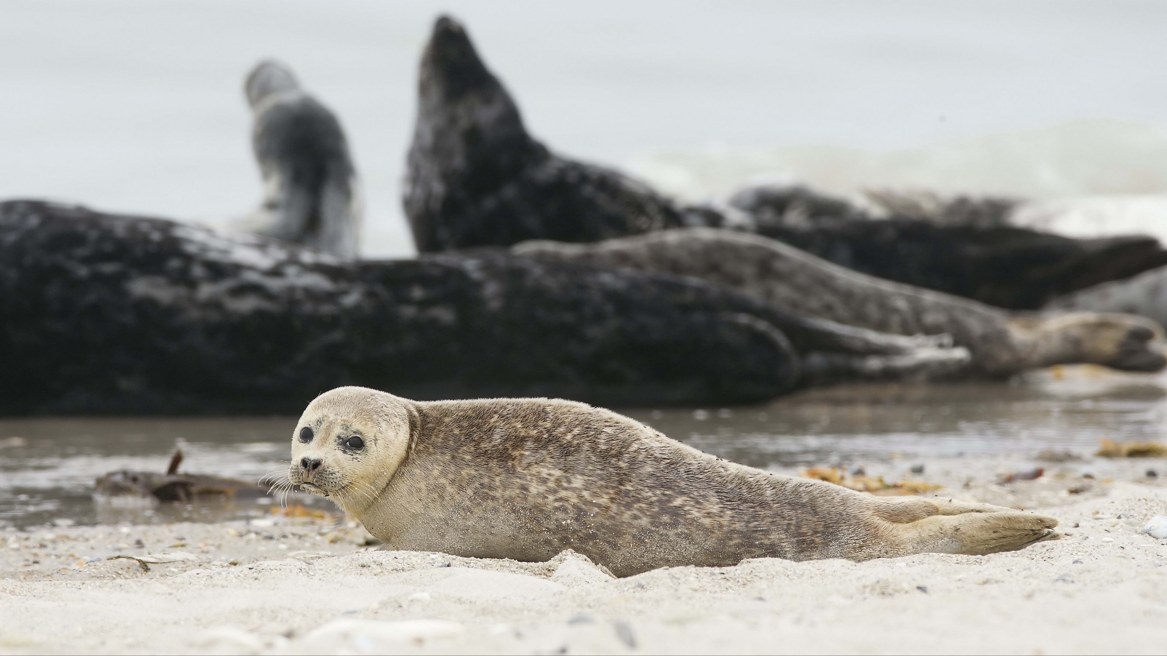 fur seal animal blur sand 4k 1542242398